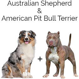 Aussietare Dog